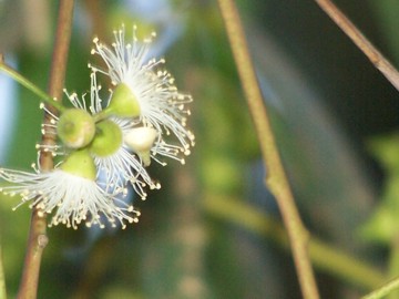 Eucalyptus camaldulensis